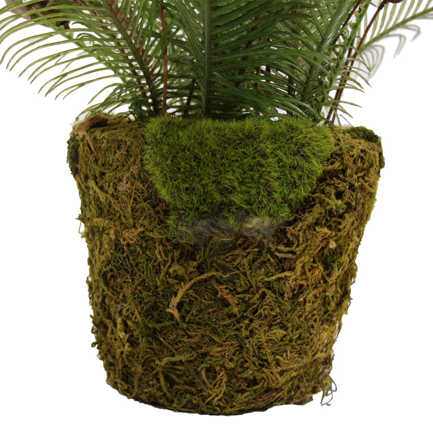 Farn auf exotischer Erde, 35 CM - PlantsForLife