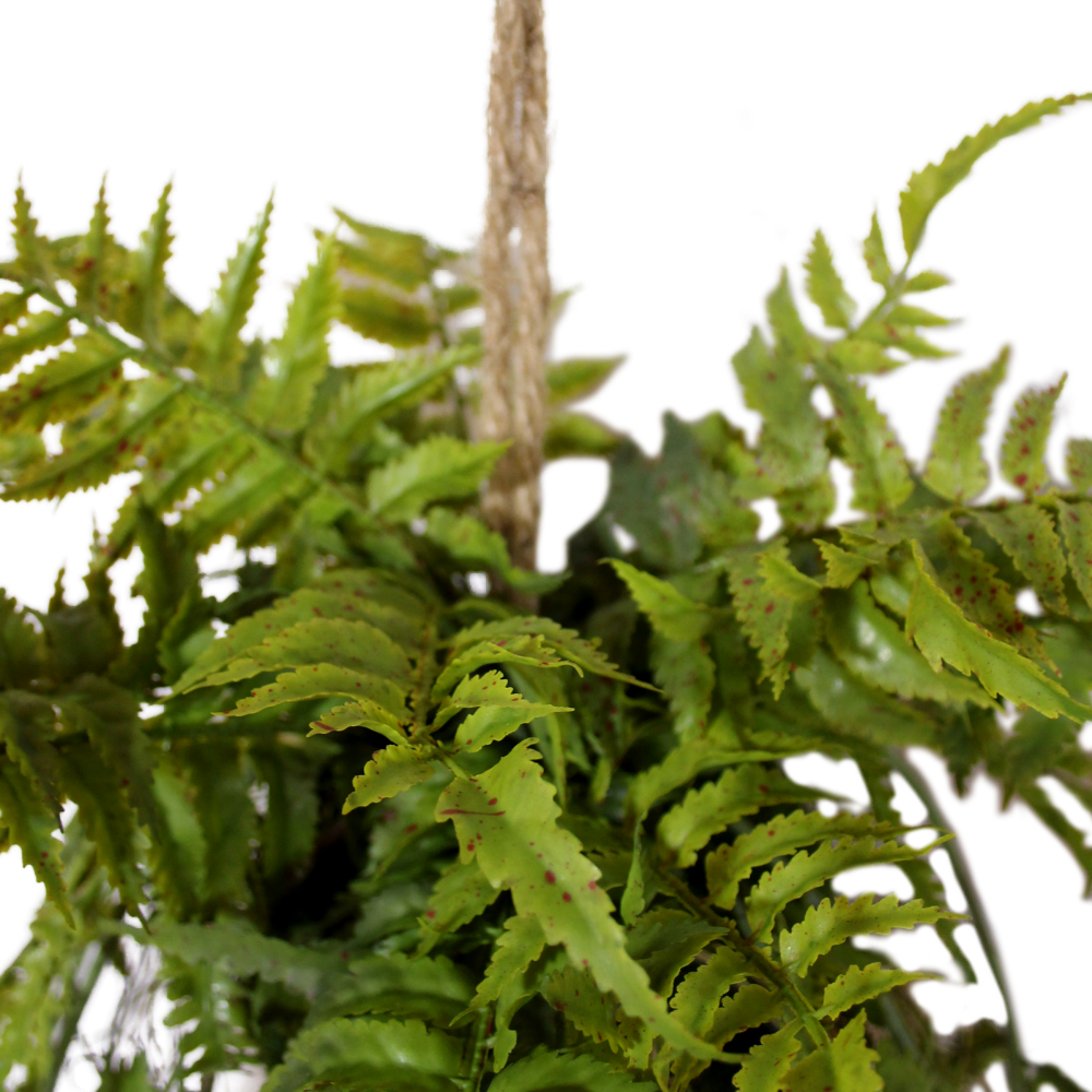 Farn als Hängepflanze, 115 CM, mit Seil zur befestigung - PlantsForLife