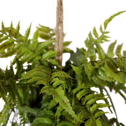Farn als Hängepflanze, 115 CM, mit Seil zur befestigung - PlantsForLife